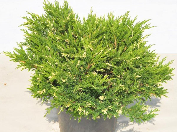 jalovec andorra variegata