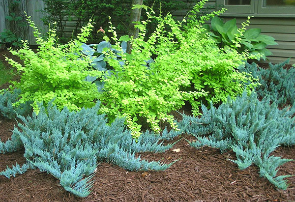 juniper blue near the house