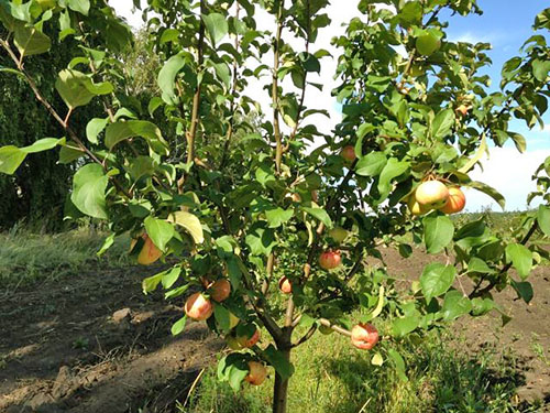 Pokok epal muda Grushovka Moscow