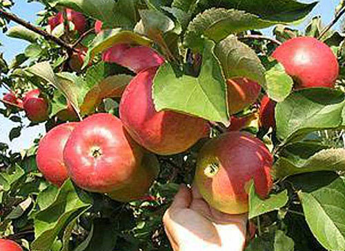 Plody jablone