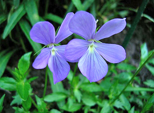 Planta perena - violet cu coarne