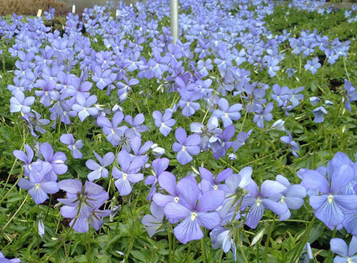 Violets z rogovi se množijo