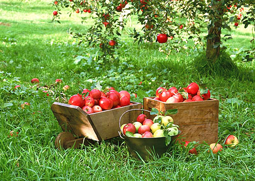 De oogst van vroege appels