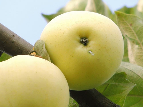 Epal putih