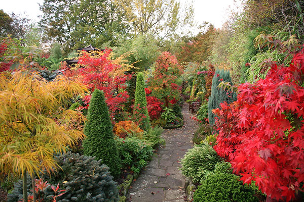 jasné farby jesennej záhrady