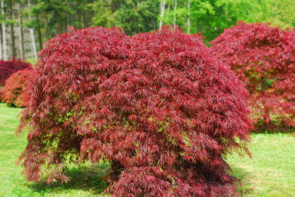 Maple Jepun di taman musim luruh