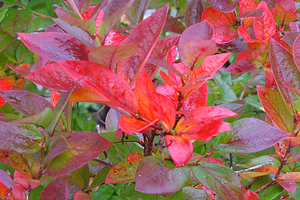 podzimné listy borovíc