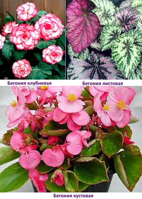 begonias fotoğraf ve isim türleri