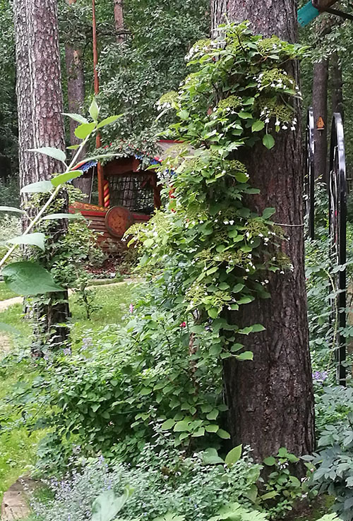 hortensie petiolară lângă arbore