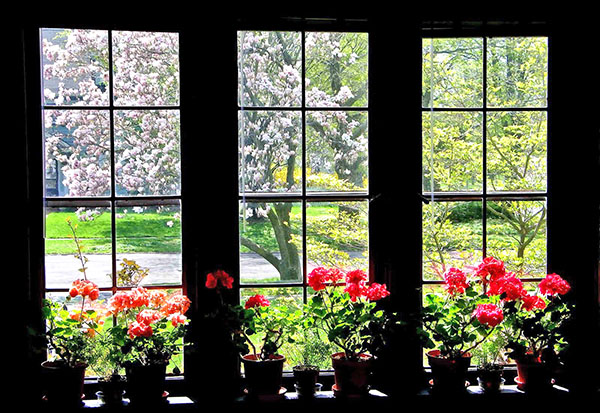 Gerânios indoor na janela