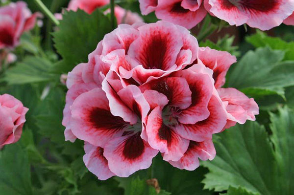 Royal soba geranium Beautiful Beryl