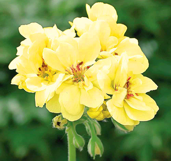Zonal rom geranium av First Yellow Forbedret