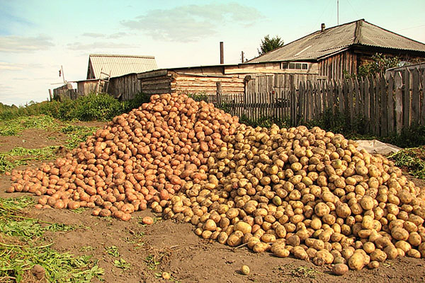 Farklı çeşitlerin patates hasadı