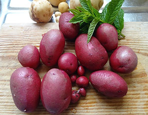 Batatas vermelhas