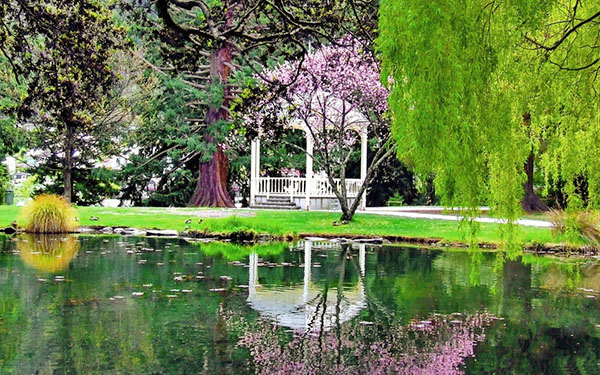柳树在池塘附近的公园区域