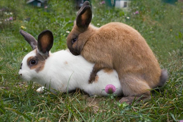 Este necesar să se împerecheze iepurii din aceeași rasă