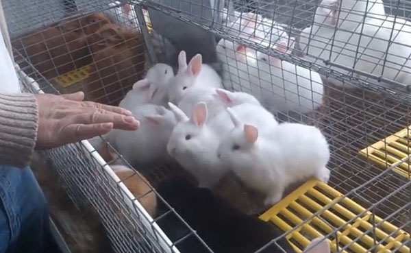 Obsah králikov v bunkách