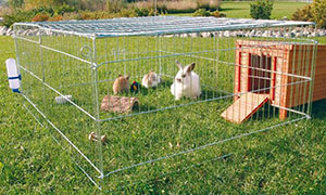 Kunići u kavezu s kavezom