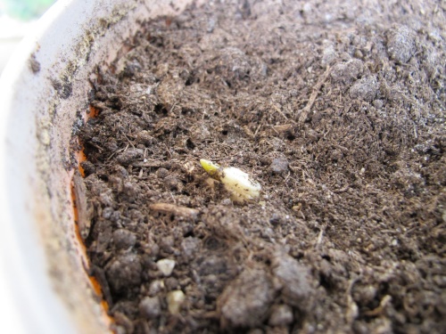 Iris sprout