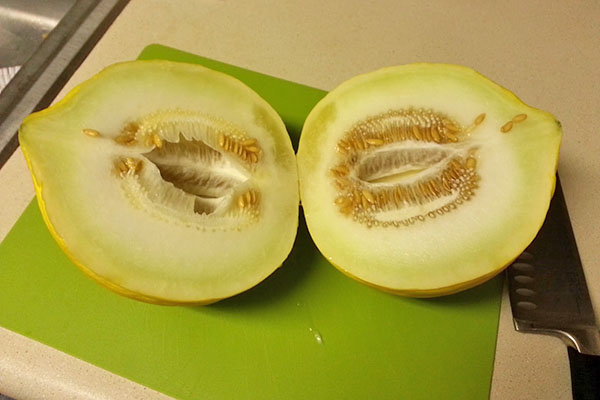 Sommar kassava melon