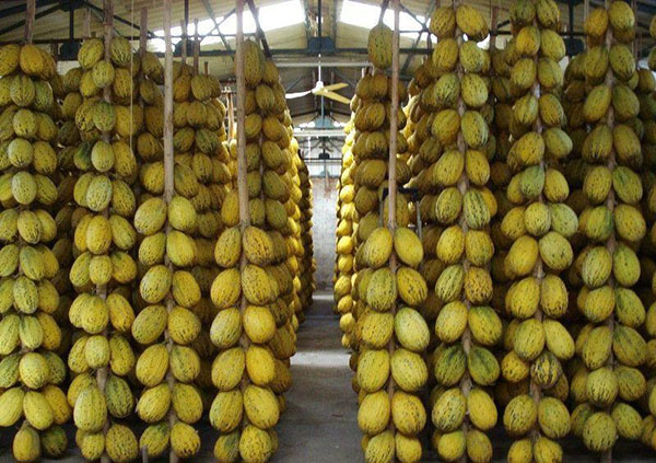 Ett speciellt sätt att lagra cassava melon
