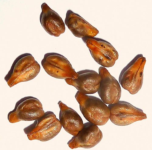 Semințe de struguri