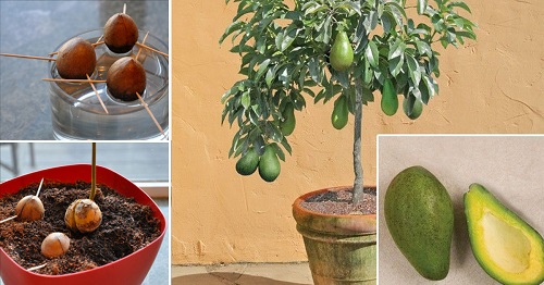 avocado planten