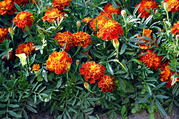 marigolds di katil bunga