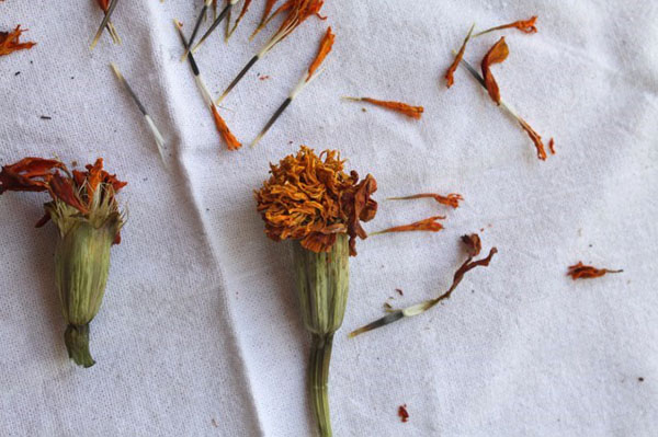 marigolds tohumlarını topluyoruz