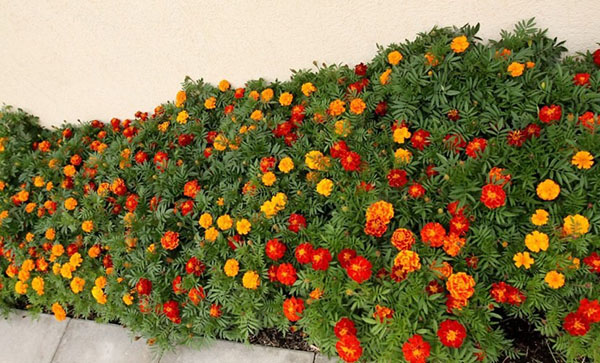 Ciri-ciri berguna marigolds untuk taman dan dusun