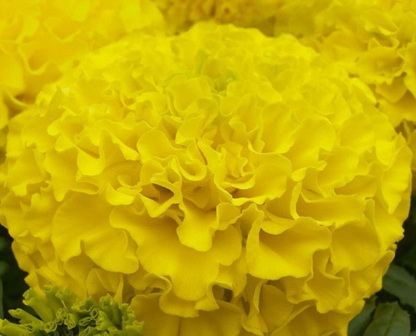 kadife çiçeği çeşitli sarı taş