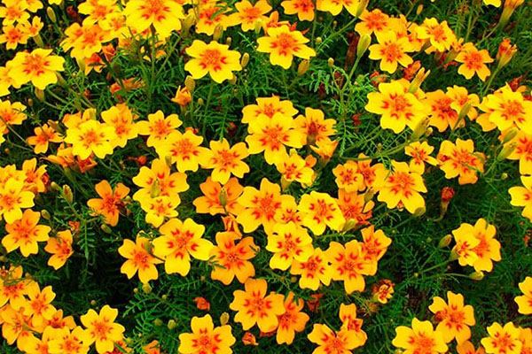 marigolds ince yapraklı
