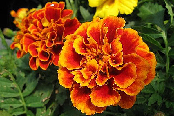 flowerbed içinde marigolds için bakım