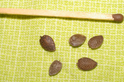 De zaden van abutilon hebben een korte kiemperiode