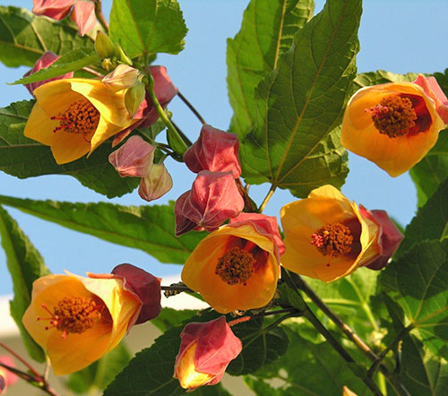 Balkonda Abutilon şaşırtıcı çiçek