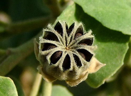 成熟的种子用于繁殖abutilone