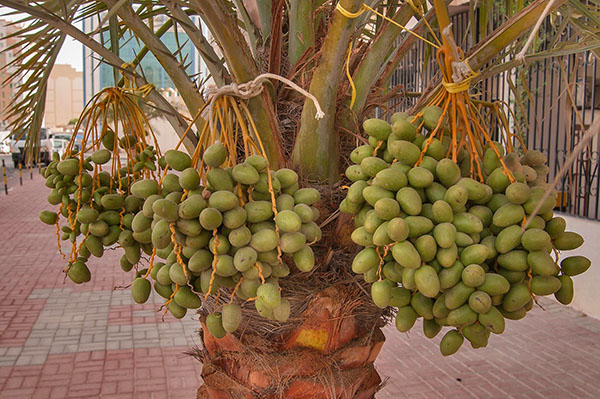 枣椰子的成熟果子