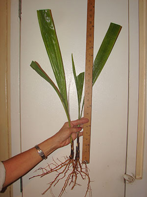 枣椰树树苗的大小