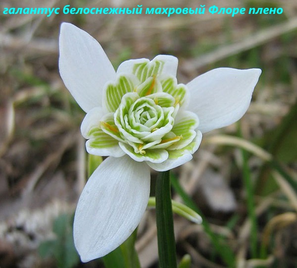 Galanthus zăpadă albă floră terry