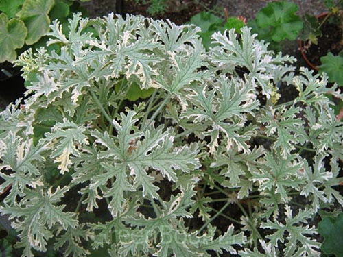 Pelargonium wangi Lady Plymouth