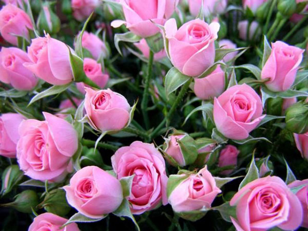温柔的玫瑰花束