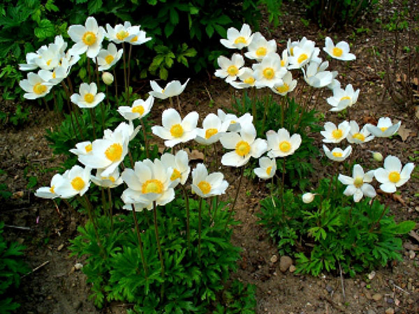 hutan anemone di taman