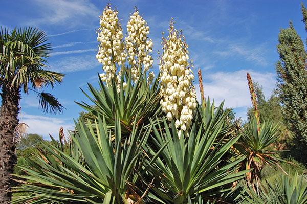 Yucca vláknitý v prírode