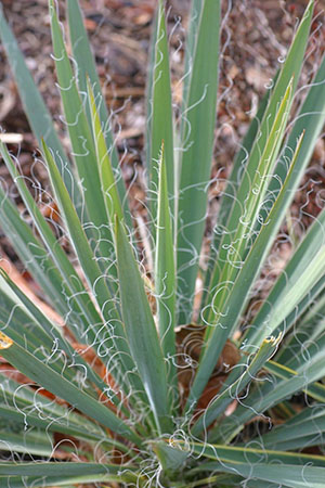 Particularitatea structurii frunzelor de yucca este filamentoasă
