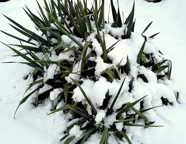 I varme områder er yucca ikke beskyttet for vinteren