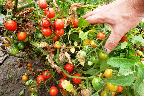 Tomater brukt til å plukke