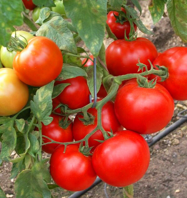 Для засолки выбирают не очень крупные плотные помидоры