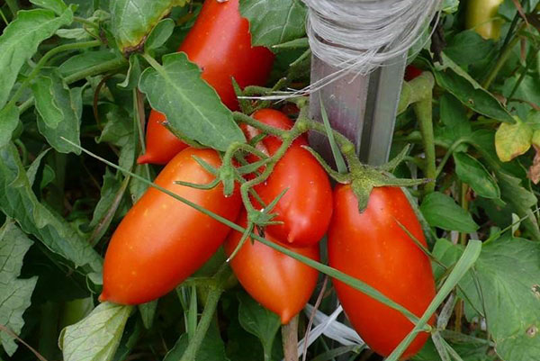 Buratino çeşitlerinin domatesleri