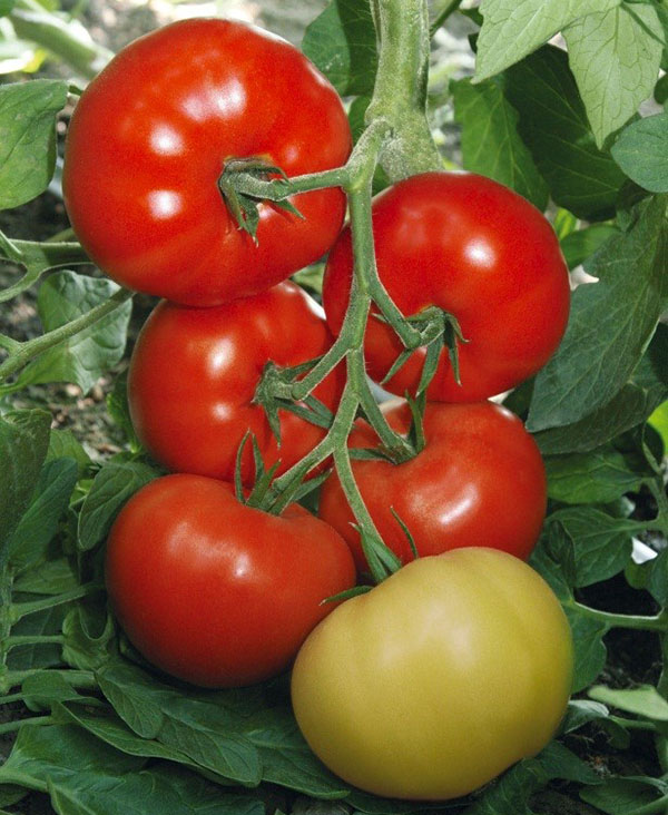 Tomato Verlicot