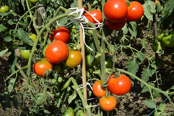 Variasi tomato